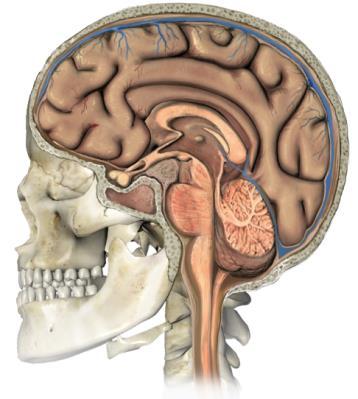 Órgãos do sistema nervoso Encéfalo O encéfalo é o órgão principal do sistema nervoso. É constituído pelo cérebro, cerebelo e tronco cerebral. Do tronco cerebral faz parte o bolbo raquidiano.