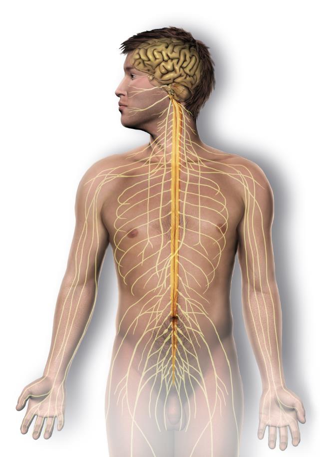 Assegurar um sono diário com qualidade, dormindo o suficiente num ambiente calmo e confortável, praticar uma alimentação saudável e exercício físico regular ao ar livre,