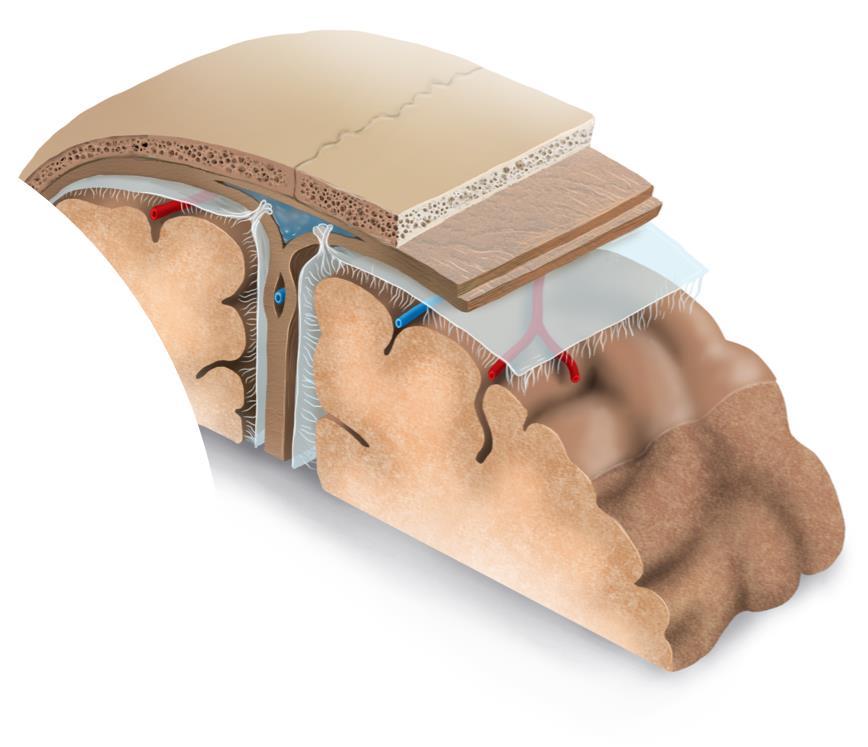 Cérebro? Crânio? Hipotálamo? Cerebelo? Meninges?