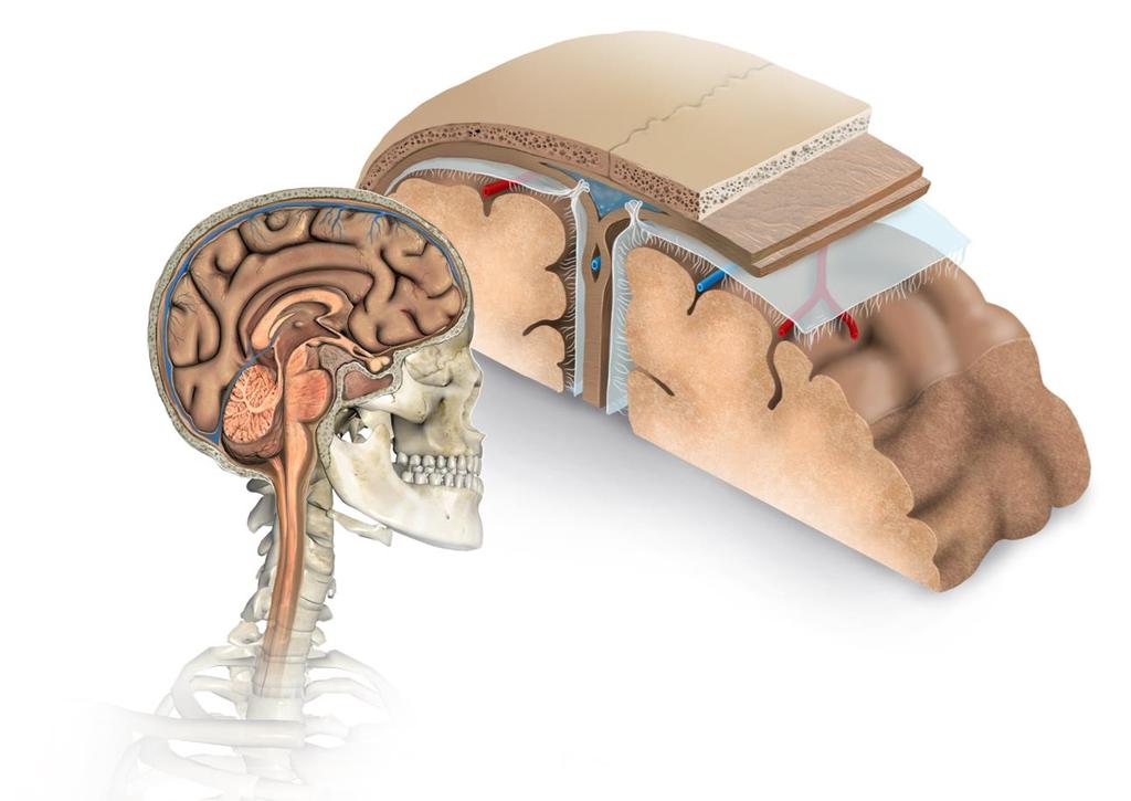 O sistema nervoso central (SNC), formado pelo encéfalo e pela medula espinal,