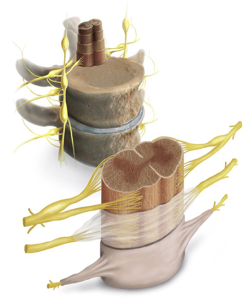 Medula? espinal Vértebra? Gânglio? Nervo?