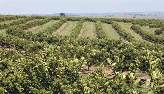 certificadas e de viveiros telados; 5 6 Os citros podem ser plantados em qualquer época do ano, porém,