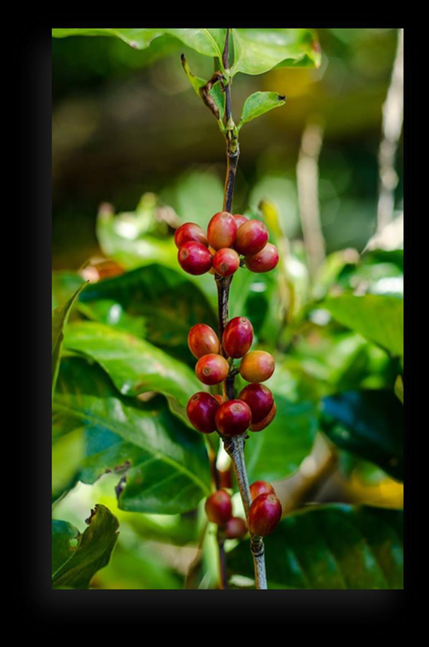 Integrando Agronegócios - Café de Sombra Sistema de floresta sombreado com árvores nativas.