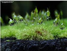 essas plantas são assim chamadas