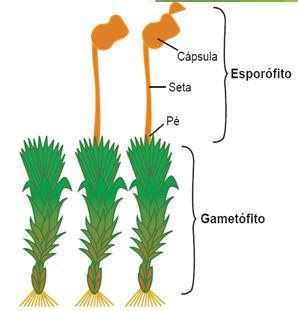 GAMETÓFITO (haplóide n) -FASE DURADOURA (aquela que vive mais tempo, e é mais desenvolvida) -Fase FOTOSSINTETIZANTE e INDEPENDENTE -PRODUZ GAMETAS (FASE SEXUADA) ESPORÓFITO (diplóide 2n) -Fase