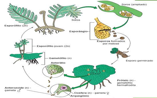 fecundação O esporófito é duradouro- pois se mantém vivo após a