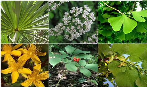 PLANTAS -Organismos unicelulares Existem os seresunicelulares, a