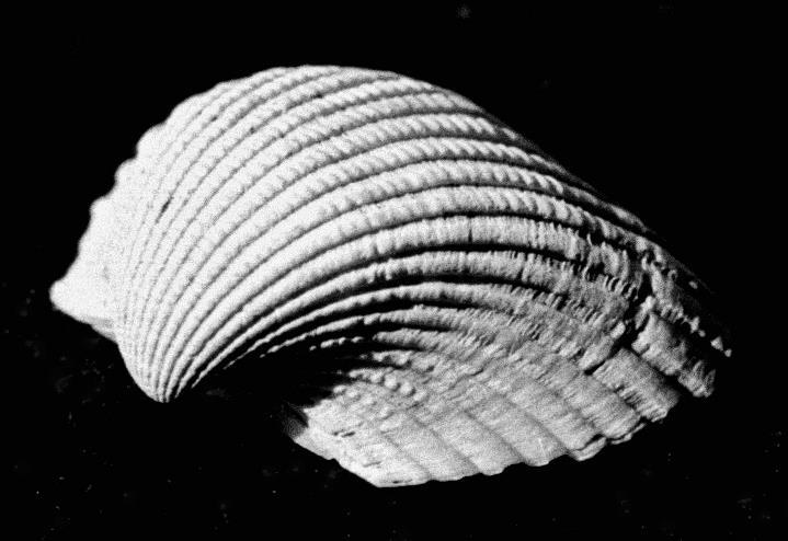 Shell.