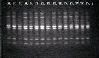 4 Conservação de Tecidos Foliares de Algodão Coletados a Campo para Purificação do DNA O armazenamento apenas em gelo também possibilitou boas extrações de DNA.