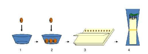 38 Figura 5 - Etapas da metodologia para obtenção das plântulas em sistema de rolo: 1. Desinfestação das sementes; 2. Período de 20 minutos para embebição; 3.