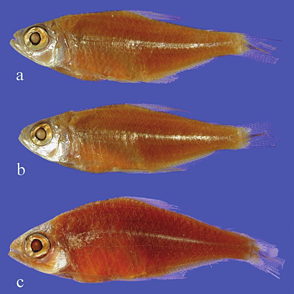 M. M. F. Marinho & J. L. O. Birindelli 47 Fig. 1. Astyanax multidens: (a) syntype, MCZ 89559, 29.2 mm SL, rio Amazonas at Óbidos, (b) syntype, MCZ 89559, 30.