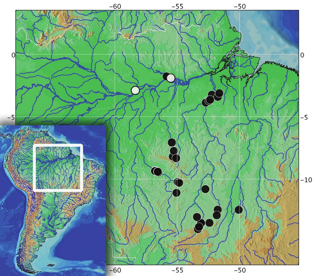 M. M. F. Marinho & J. L. O. Birindelli 51 Fig. 5. Distribution of Astyanax multidens in the rio Amazonas basin. White circle represent the type localities.
