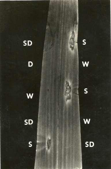 (Pascholati et al.