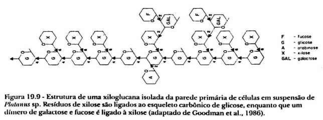Hemicelulose Polímeros de vários monossacarídeos e seus derivados: D-glicose, D- galactose, D-manose, L-arabinose, D-xilose, L-ramnose / ácidos urônicos Xilanas (polímeros de xilose) -