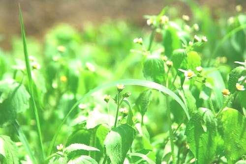 DOENÇAS DE PLANTAS CULTIVADAS Principais doenças da Melancia CENTRO