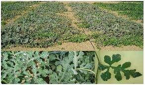 OÍDIO Início nas folhas mais antigas e plantas mais velhas (estádio de frutificação); Folhas