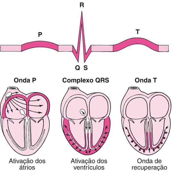 O que as ondas do ECG representam?