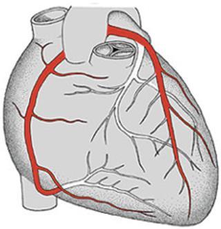 das coronárias Vista anterior da