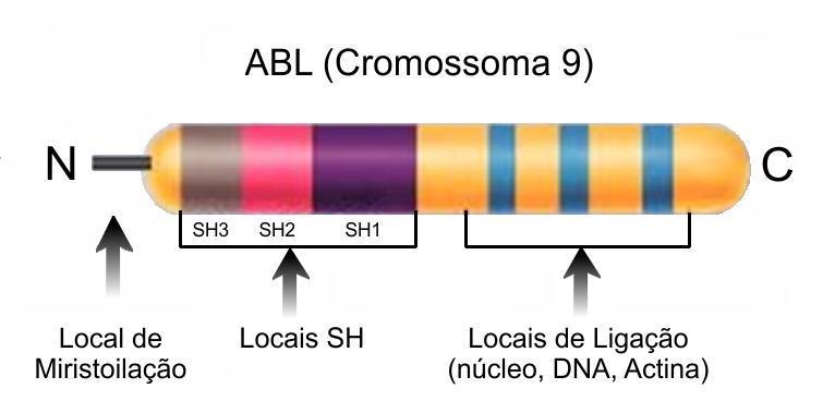 Figura 2 - Domínios Funcionais do produto do Gene ABL.