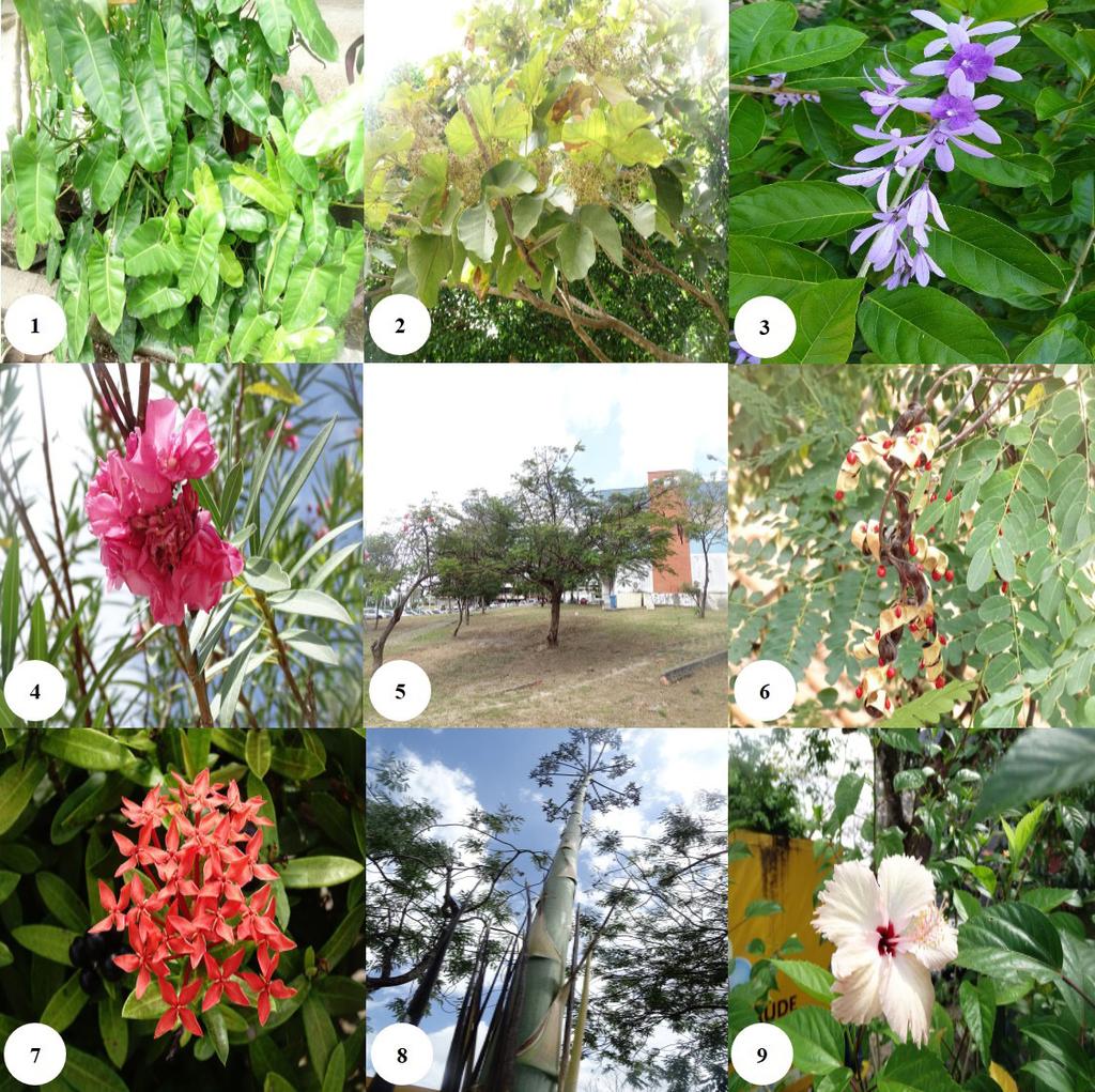 LUANN BRENDO DA SILVA COSTA et al. 457 of the aesthetic characters in relation to the plants chosen (Figure 3), being perceived the randomization of the planting of the species used.