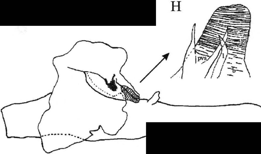 27 D 0,25 mm 0,5 mm G 0,25 mm Figura 4 -A. Lucifer typus, macho adulto, comprimento do cefalotórax 3,7 mm; B. Parte anterior do cefalotórax; C. Sexto somito abdominal; D. Telson, vista lateral; E.