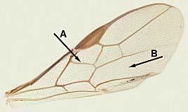 1.3. A família Ichneumonidae Os Ichneumonidae, junto com os Braconidae constituem os Ichneumonoidea; considerada uma das maiores superfamílias de Hymenoptera (WHITFIELD, 1998).