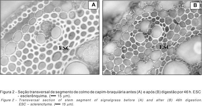 Obs: tratamento in vitro líquido ruminal (artificial). (Paciullo, et al.