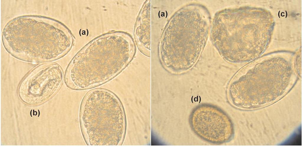 114 Figura 2. Imagens microscópicas de ovos e oocistos de parasitos gastrintestinais de ovinos.