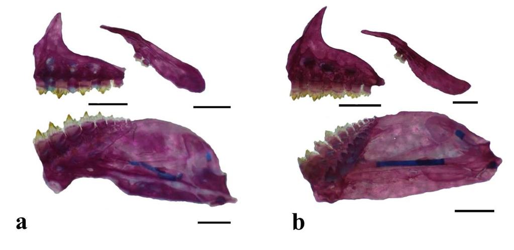 Fig. 13. Right premaxilla, maxilla and lower jaw in medial view: a. Astyanax giton, UFRGS 14814, 47.