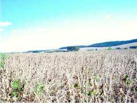 habitantes no meio rural, o que possibilita interpretar