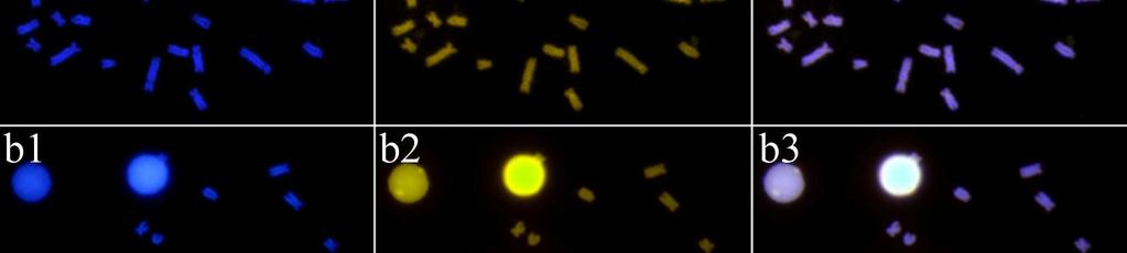 (1) DAPI (2) CMA 3 e (3)