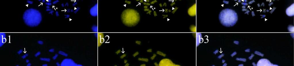 (1) DAPI (2) CMA 3 e (3)