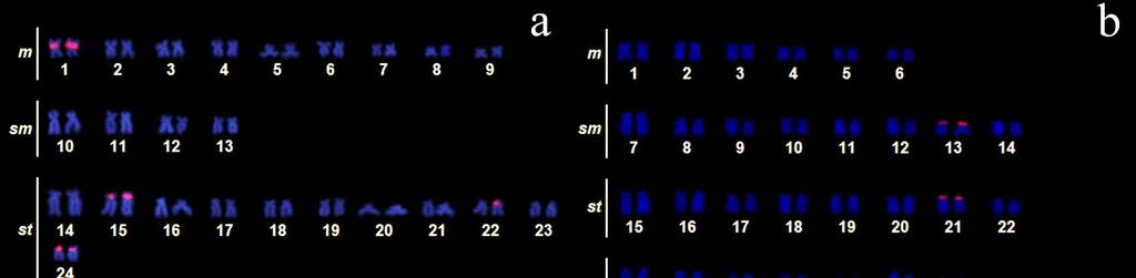 115 Figura 1 Cariótipos hibridizados com