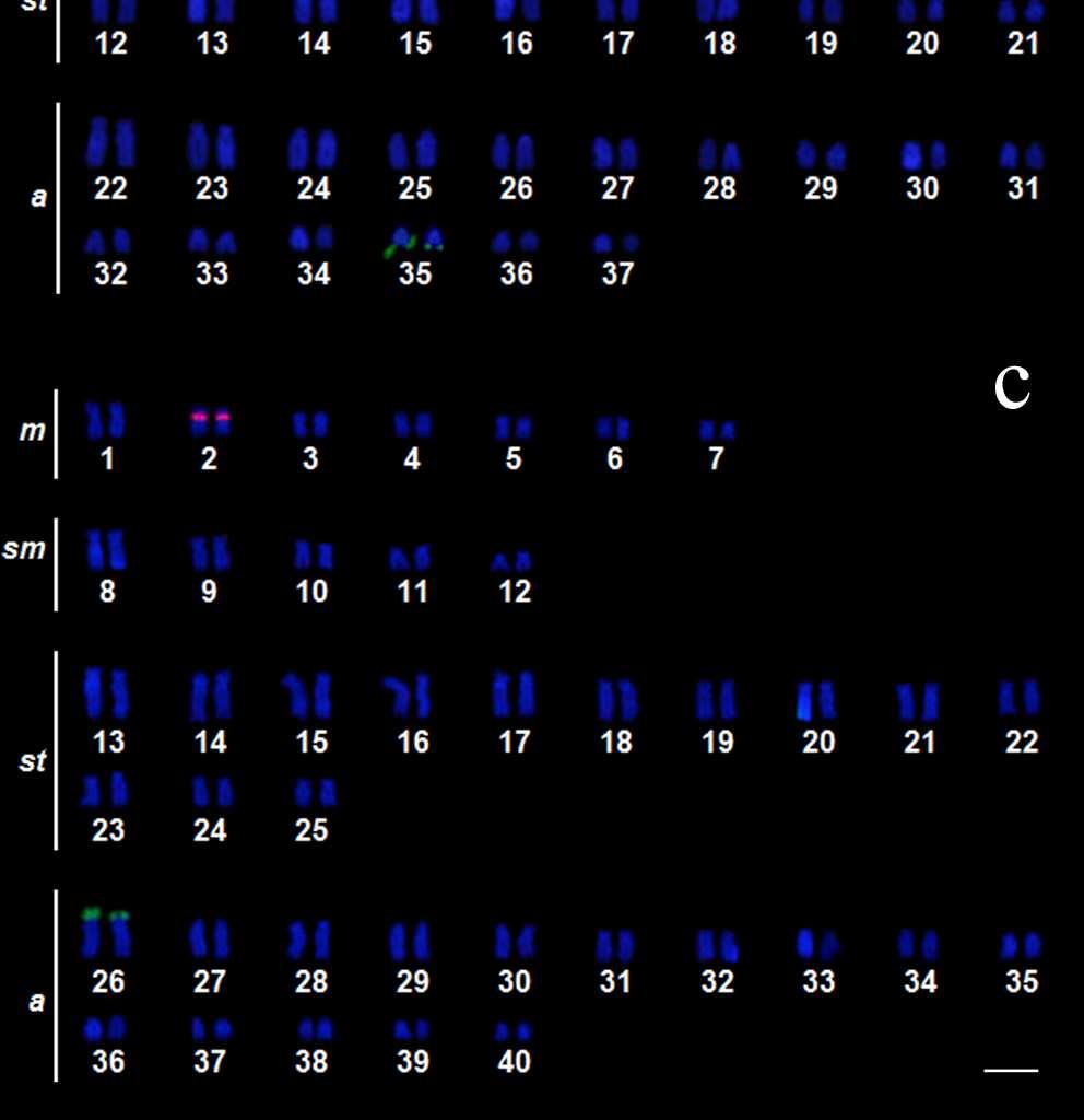 variação na posição dos sítios de DNAr 18S em destaque; (b)