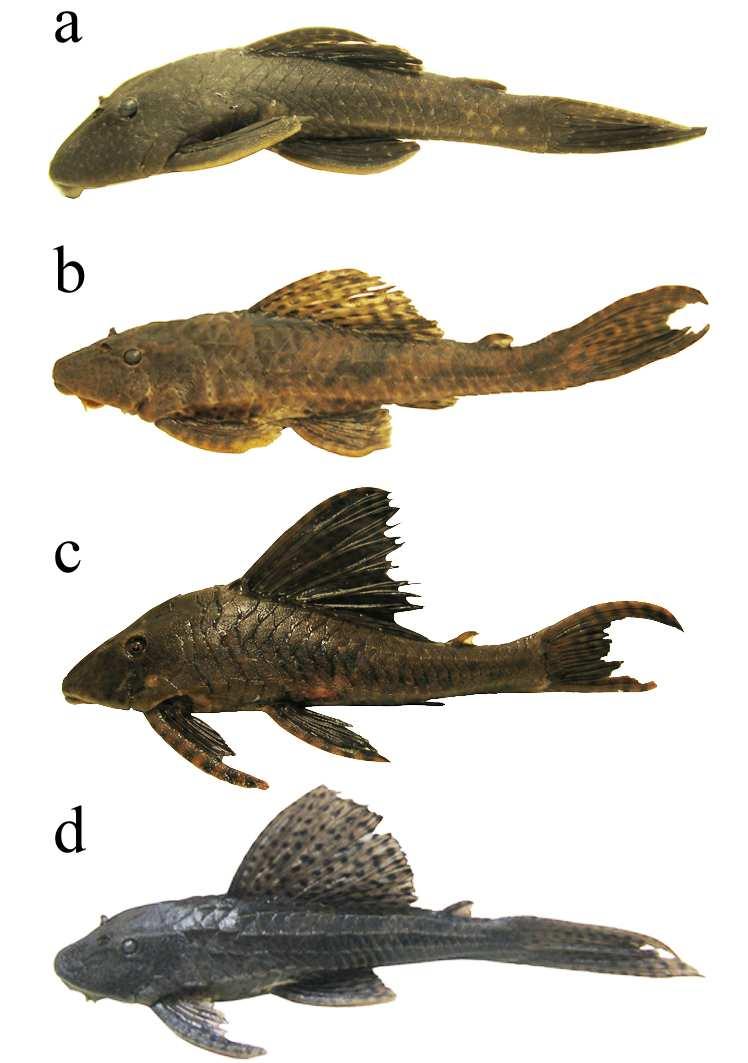 Figura 3 Exemplares de (a) Hypostomus albopunctatus (220 mm), (b) Hypostomus