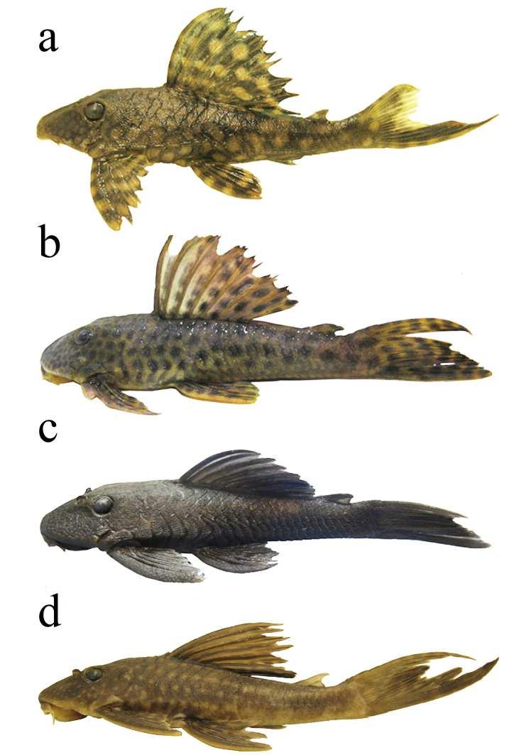 Figura 4 Exemplares de (a) Hypostomus faveolus (100 mm), (b) Hypostomus hermanni