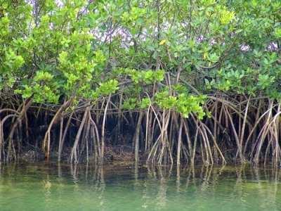 O Brasil possui 7.367 km de litoral, isto é, de áreas banhadas pelo mar. Essa riqueza natural é oriunda da diversidade de climas e relevos que compõem o território brasileiro.