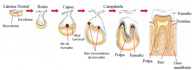 epitélio externo e o interno. Essa estrutura dará origem à raiz do dente (Thomas, 1995). A fase em que ocorre o surgimento da morfologia definitiva da coroa do dente é a etapa de campânula.