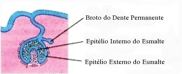 Figura 2. Esquema demonstrando a posição da formação do broto do dente permanente. Após a formação do broto o desenvolvimento do dente permanente segue o mesmo processo dos dentes decíduos.