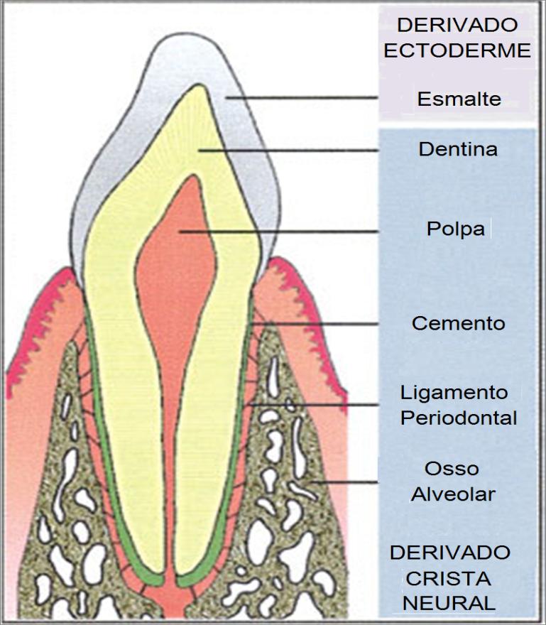 Figura 3 - O esmalte dentário tem origem ectodermal, enquanto as outras estruturas dentárias são derivadas do mesoderma. Adaptado de Miletich e Sharpe (2008).