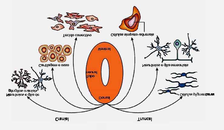 Figura 4. Derivados da CN. As células da CN migram para vários órgãos e tecidos e se diferenciam em muitos tipos celulares. Adaptado de Knecht e Bronner-Fraser (2002). 1.