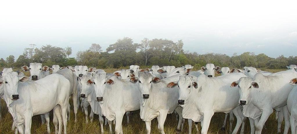 PRINCIPAIS PAÍSES IMPORTADORES DE CARNE SUÍNA IN NATURA SUL-MATO-GROSSENSE EM 2013 Descrição: