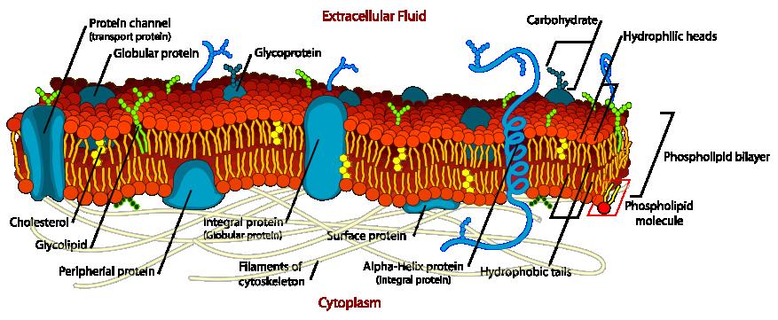 Modelo de Mosaico Fluido (Glossário) Termo Função biológica Citoesqueleto Encontrado no citoplasma, fornece a base para o ancoragem de proteínas e a formação de organelas que se estendem da célula.