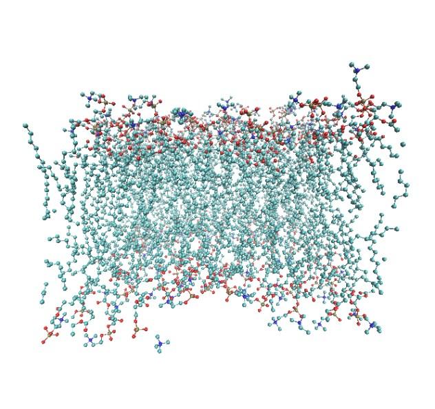 Modelo Computacional da Membrana Celular Abaixo temos a descrição da montagem do modelo computacional da bicamada fosfolipídica.