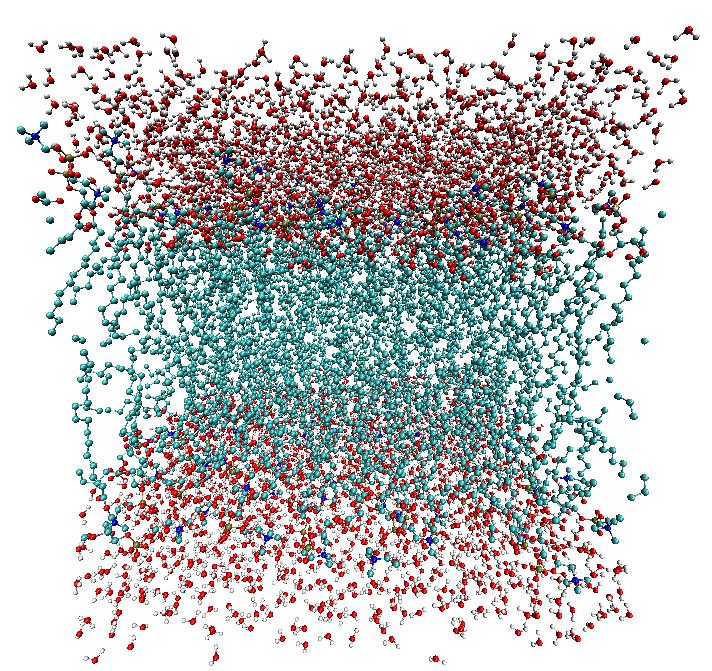 Hidrofílica Hidrofóbica Hidrofílica Hidrofílica Hidrofóbica Hidrofílica Modelo Computacional da Membrana Celular Podemos pensar que o modelo computacional representa um fatia da membrana celular, sem