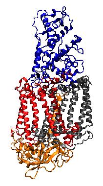 Interação Intermoleculares Hélice alfa é a estrutura secundária comumente encontrada em segmentos transmembranares de proteínas de membranas.