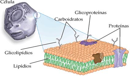 Modelo de Mosaico Fluido Resumindo, a célula é envolvida por um manto que chamamos de membrana plasmática ou membrana celular.