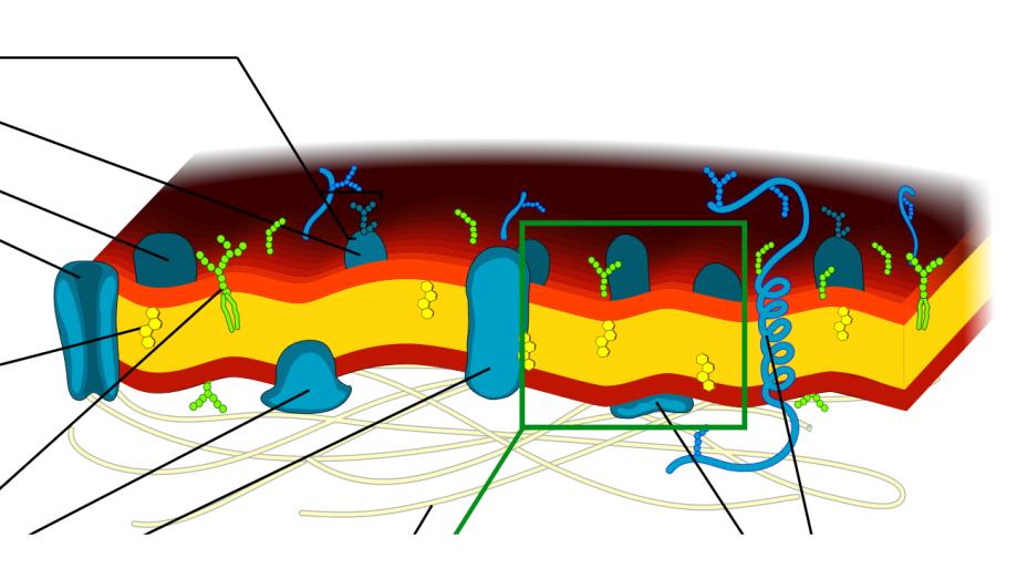 Modelo de Mosaico Fluido Resumindo, a membrana celular funciona como uma barreira seletiva entre os meios intracelular e