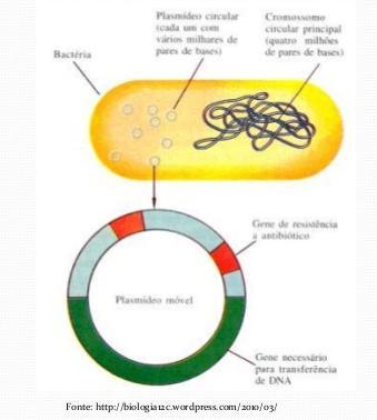 Plasmídeos Moléculas de DNA dupla fita Circulares Menores que os cromossomos Replicam independentemente