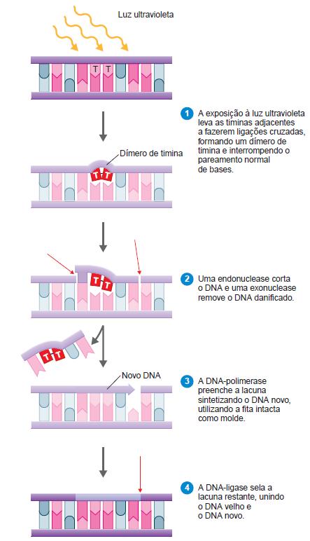 Mutação Dímero de timina danos graves ou morte celular.